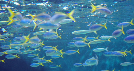 葛西臨海水族園