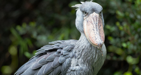 上野動物園ハシビロコウ