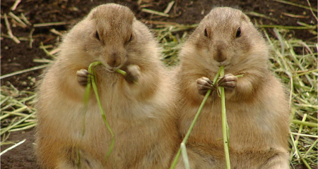 上野動物園