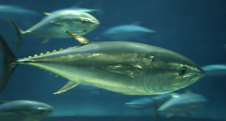 葛西臨海水族園