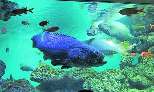 水族館